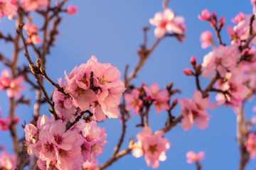 close up of flowering almond trees. Beautiful almond blossom on the branches, at springtime background in Valencia, Spain, Europe. Colorful natural background.