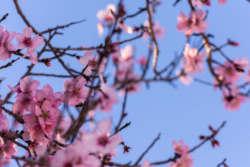 close up of flowering almond trees. Beautiful almond blossom on the branches, at springtime background in Valencia, Spain. Colorful and natural background.