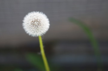 dandelion