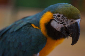 Parrot