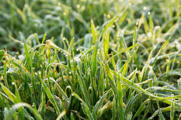 Sunny green frozen grass with dew drops. Sunny bokeh. Flecks of sunlight. Beautiful natural background.