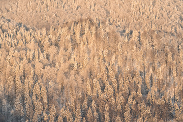 Forested mountain peaks covered with snow at sunrise. Bieszczady Mountains. Poland