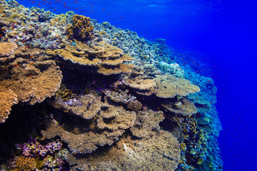 Coral Reef at the Red Sea, Egypt