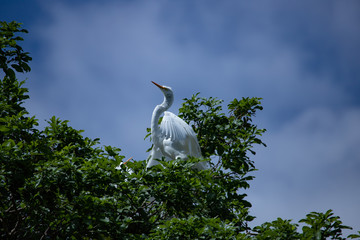 A great white egret (Ardea alba) against blue sky. Birds Wildlife scene. 