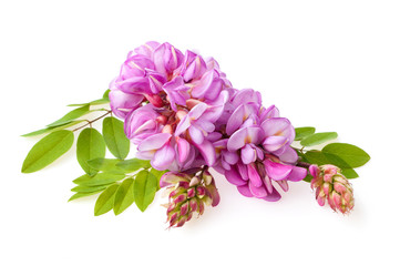 Blossoming pink acacia (Robinia Viscosa) isolated