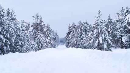 Winter road through the wild forest.