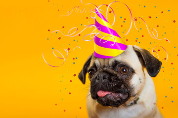 dog dog pug on a yellow background in a cap.. Tinsel festive. Congraug on a yellow background in a...