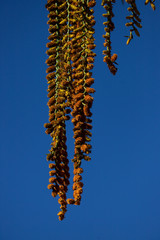 Exotic palm flowers at summer.