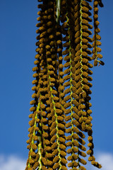 A bunch of flowers of moriche palm flowers.