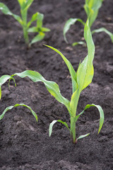 closeup young corn seedling grows in cultivate agricultural farm field