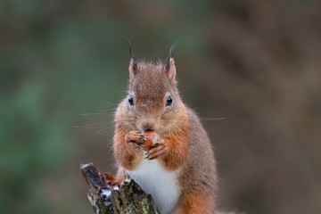 red squirrel, Sciurus vulgaris, eating, running on a branch and ground on snow during winter, january in scotland.