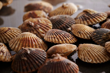 Fresh scallops background 
