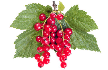 ripe red currant with green leaves isolated on white background