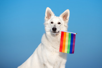 white shepherd dog holding a rainbow flag in mouth