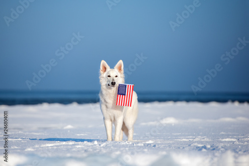white shepherd dog posing outdoors in winter with an american flag in mouth