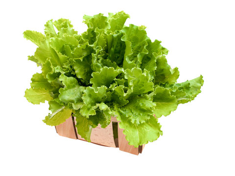 Fresh and green lettuce on white background, food concept