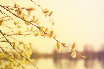 Gentle spring background with blooming willow branches, toned, soft focus