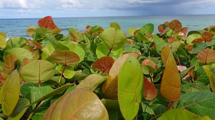 hojas en la playa