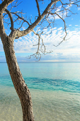 The dead dry tree with branches without trees against the background of turquoise sea. Paradise landscape. Water ripples. Calm and clear water. Blue sky with white clouds. Maldive islands (Maldives)