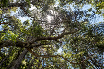 Fototapeta premium tree in the forest