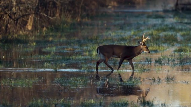 A large swamp buck white-tail deer walks across a forest opening in slow motion bathed in morning sunlight. Flooded timber