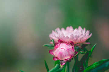 Everlasting flower on background.
