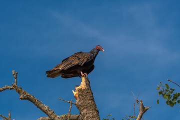 Turkey Vulture