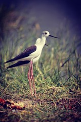Standing stilt in search