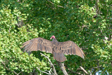 Turkey Vulture