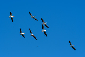 American White Pelicans