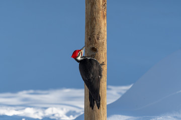 Pileated Woodpecker