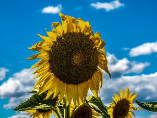 Sunflower with blue sky