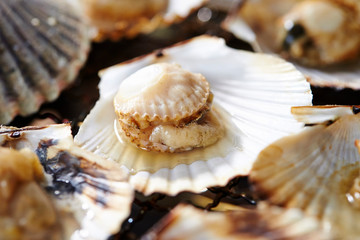 Grilled scallops, seafood BBQ 