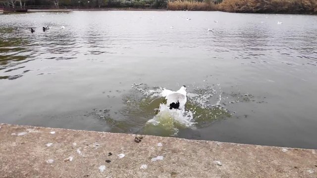 Domestic Muscovy duck is jumping into the lake in Tritsi park Athens Greece. Slow motion.