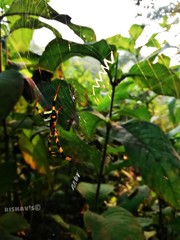 Spider on its net , master pieace of engineering