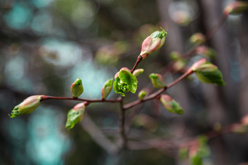Green tender birch leaves in Russia blooming from buds