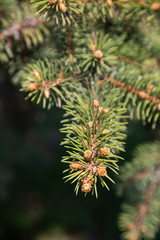 A branch of pine with swollen young buds in Russia