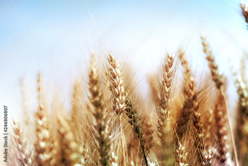 Canvas Prints Wheat field