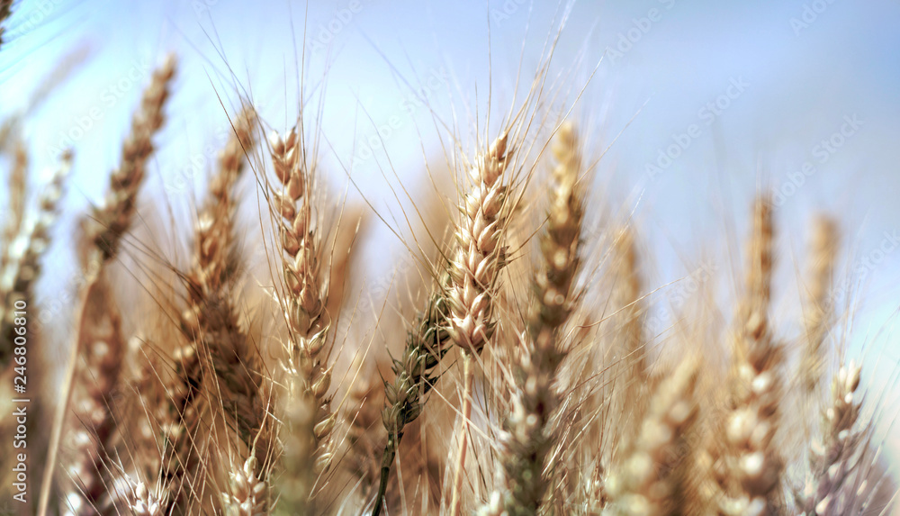 Wall mural Wheat field