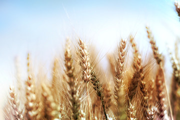 Wheat field