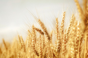 Wheat field