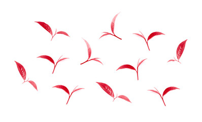 leaf collection isolated on white background