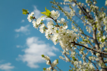 cherry tree blossoming. branch close up against a blue sky. image for blog