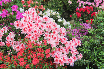Various flowering plants with pink flowers