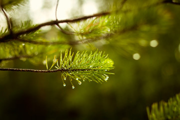 Fototapeta na wymiar wet pine branch after the rain