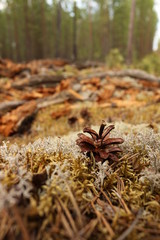 the bump lies on the moss in the forest with a blurred background