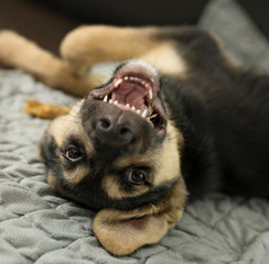 Funny puppy playing on the mat.