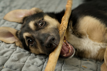 Funny puppy playing with a stick.