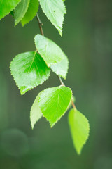 green leaf with drops of water after rain closeup