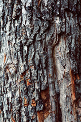 bark of a tree in vintage shades